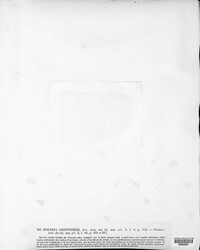 Pleuroceras cryptoderis image